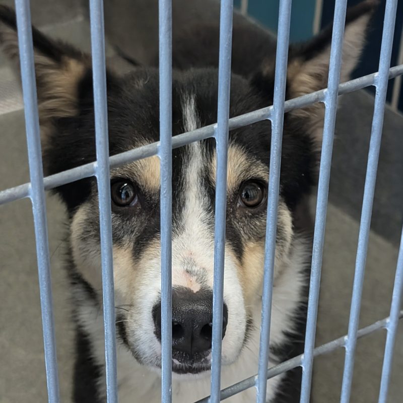 A dog at Friends For Life shelter